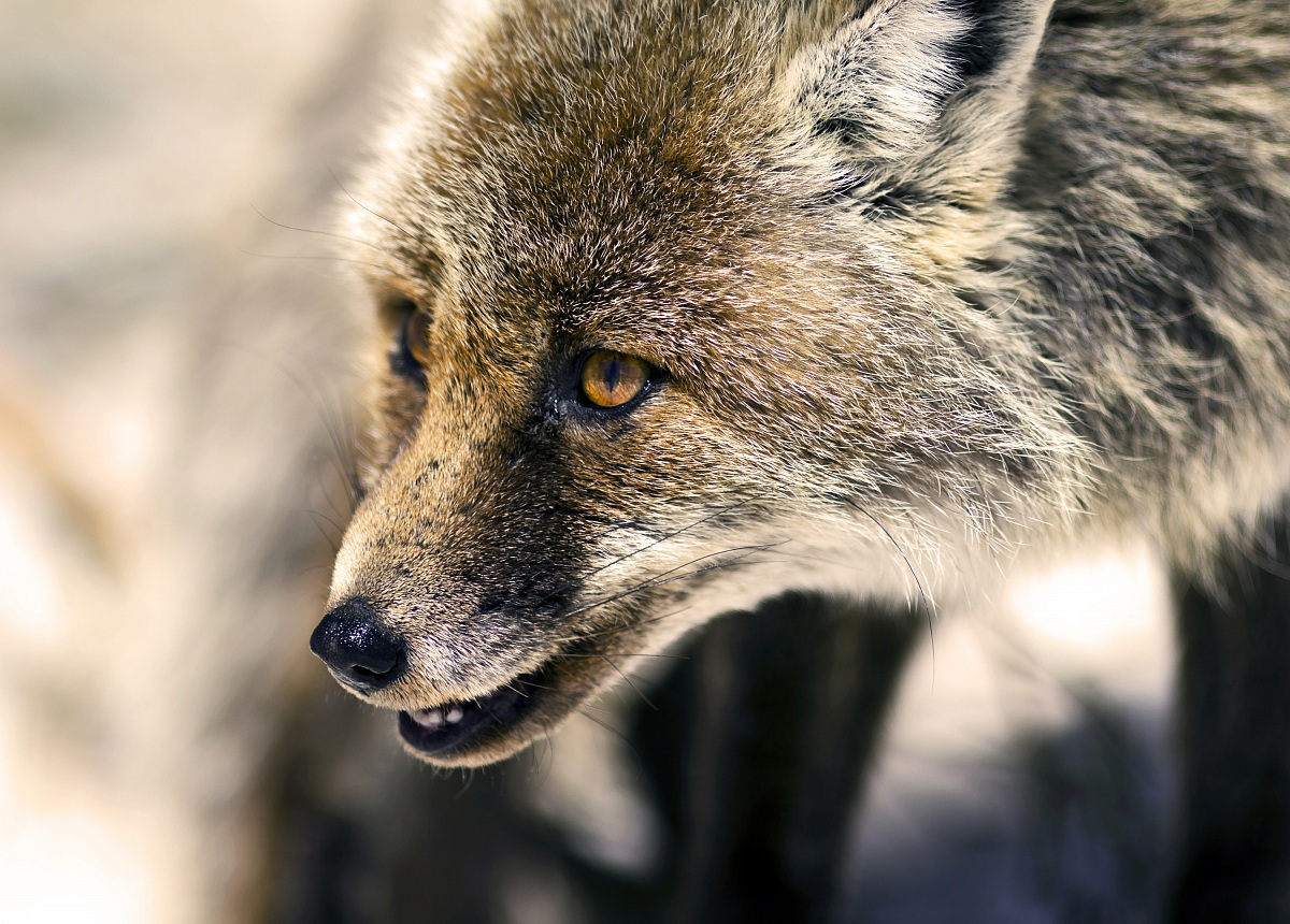 Fox - Portrait