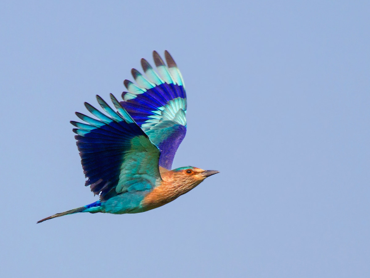 Indian Roller.