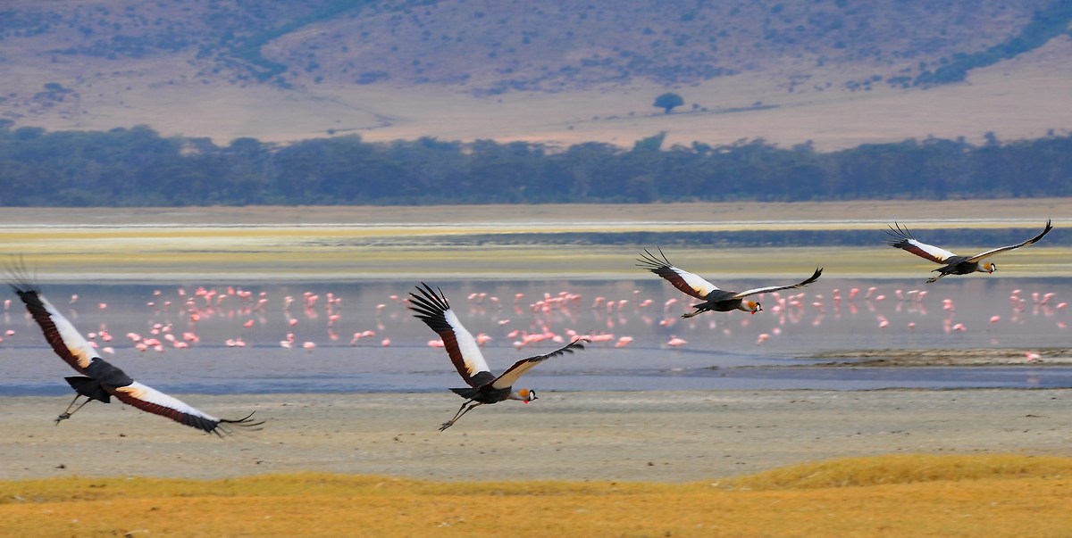 Gru coronate, il volo