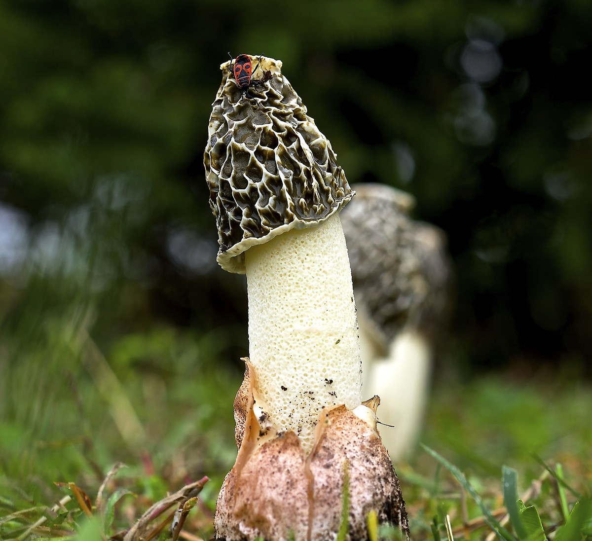 Phallus Impudicus