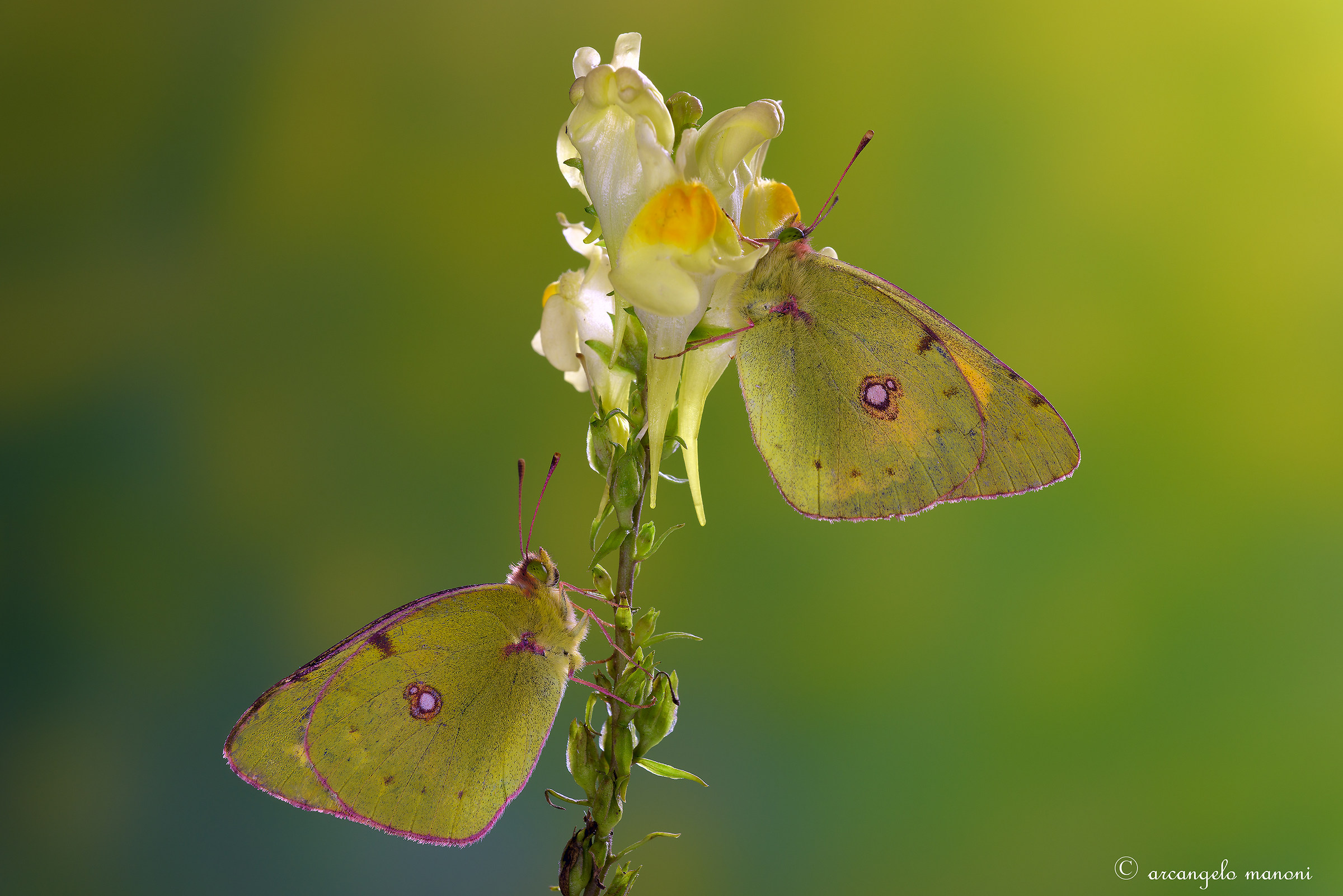 Duo colias on linaria