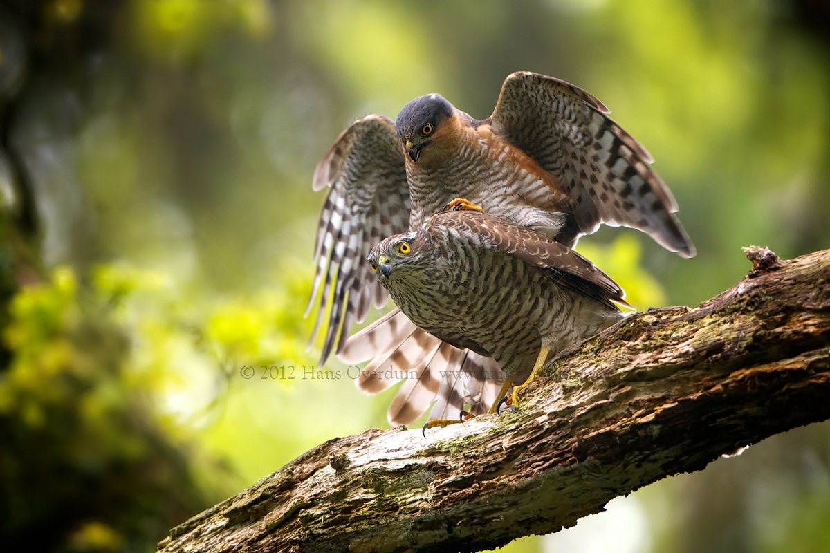 Mating Sparrow-hawks