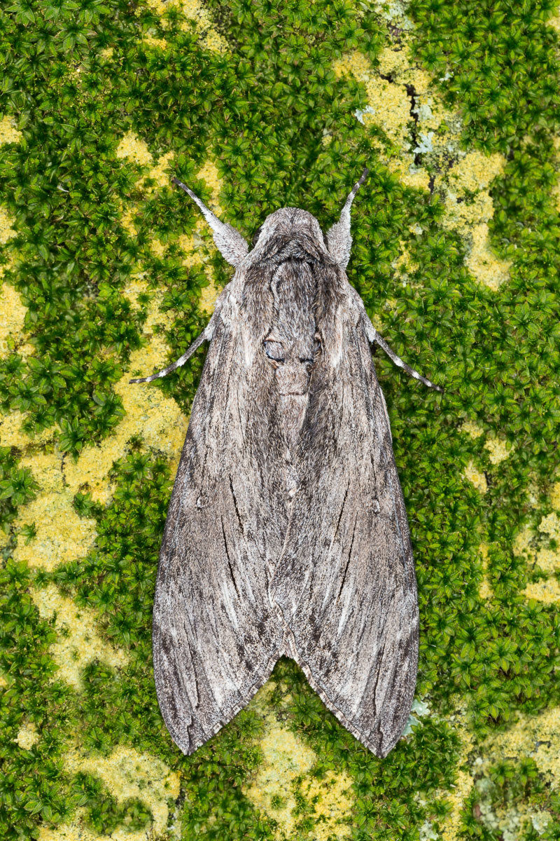 Sfinge del convolvolo (Agrius convolvuli)