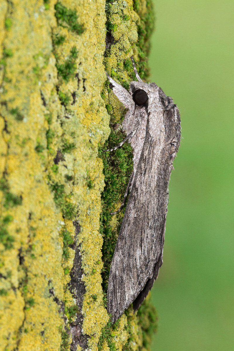 Sfinge del convolvolo (Agrius convolvuli)