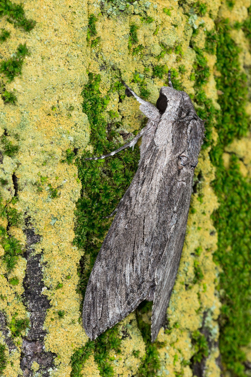 Sfinge del convolvolo (Agrius convolvuli)