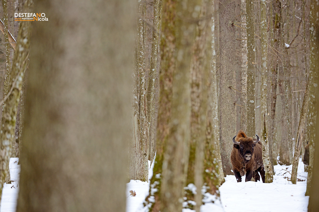 European bison (Bison bonasus) - European Bison, Wisent