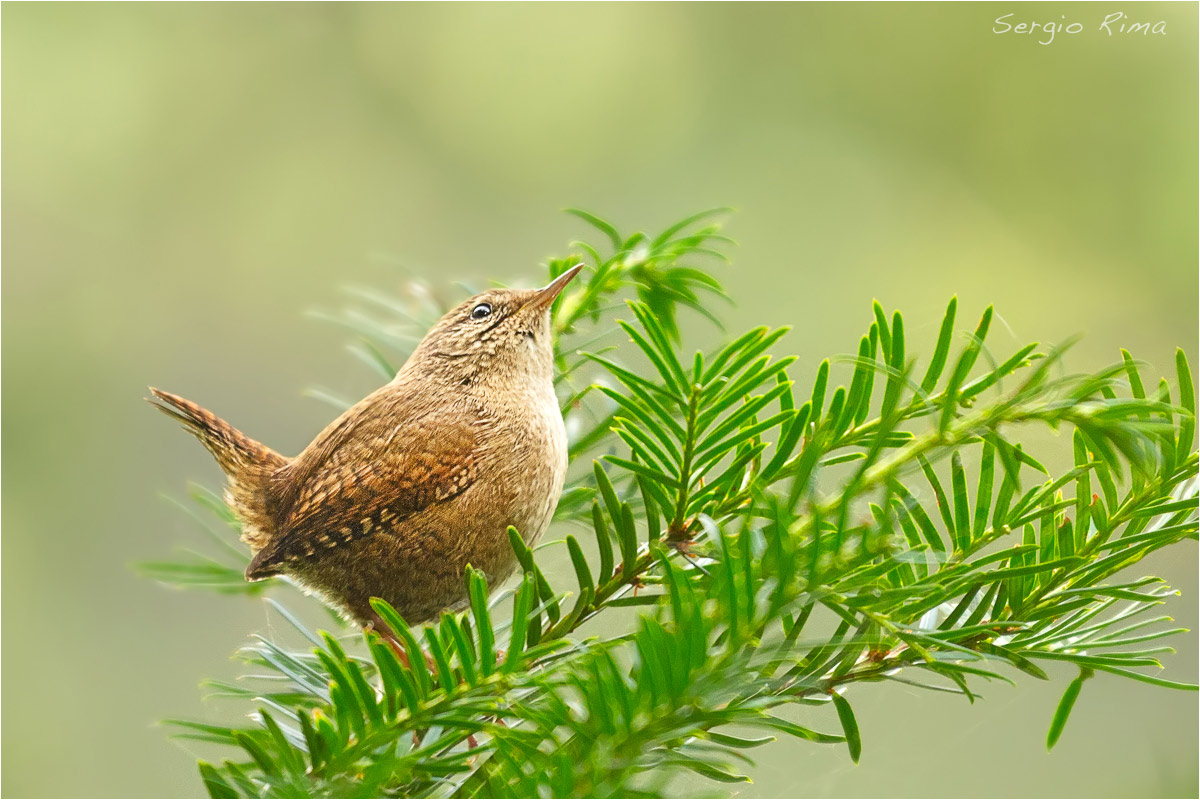 Wren