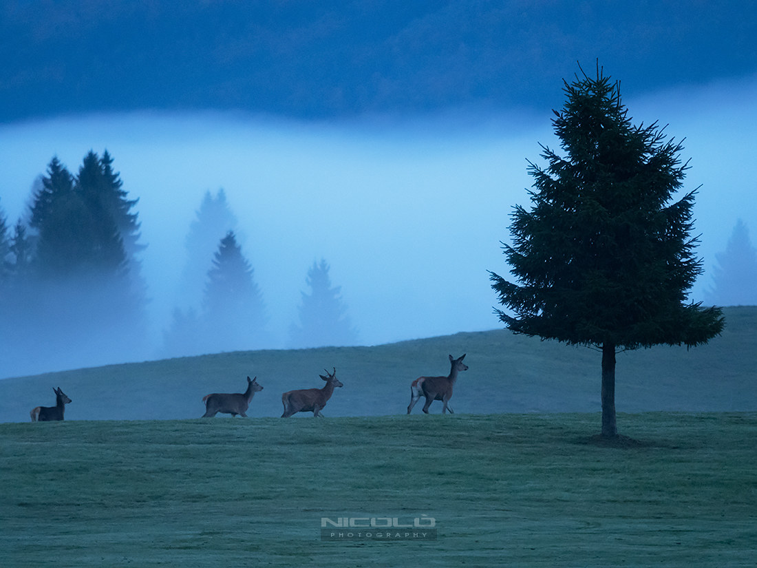 Overlooking the Woods
