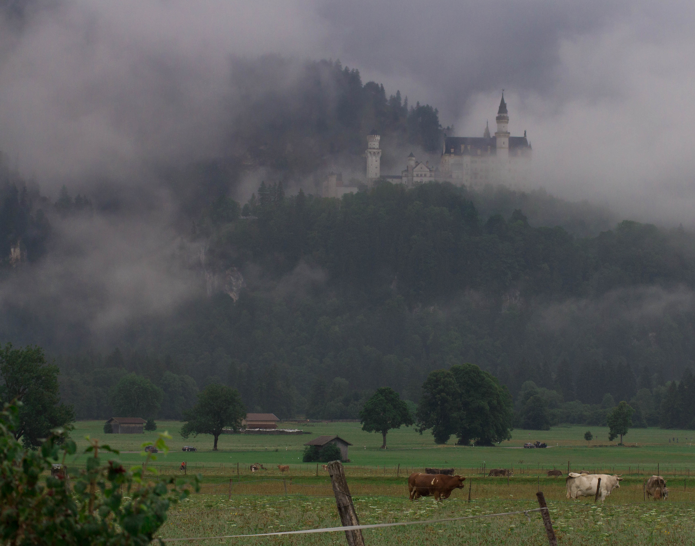 Mucche e castello delle fiabe