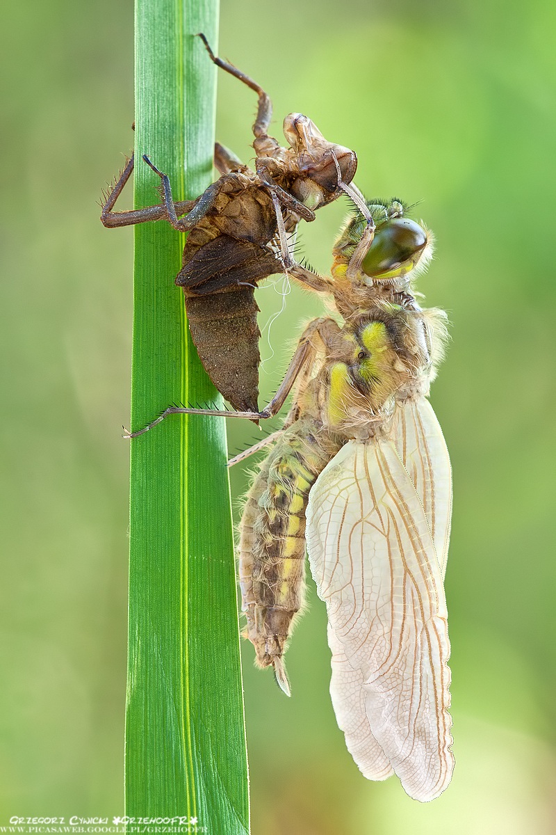The birth of the dragonfly