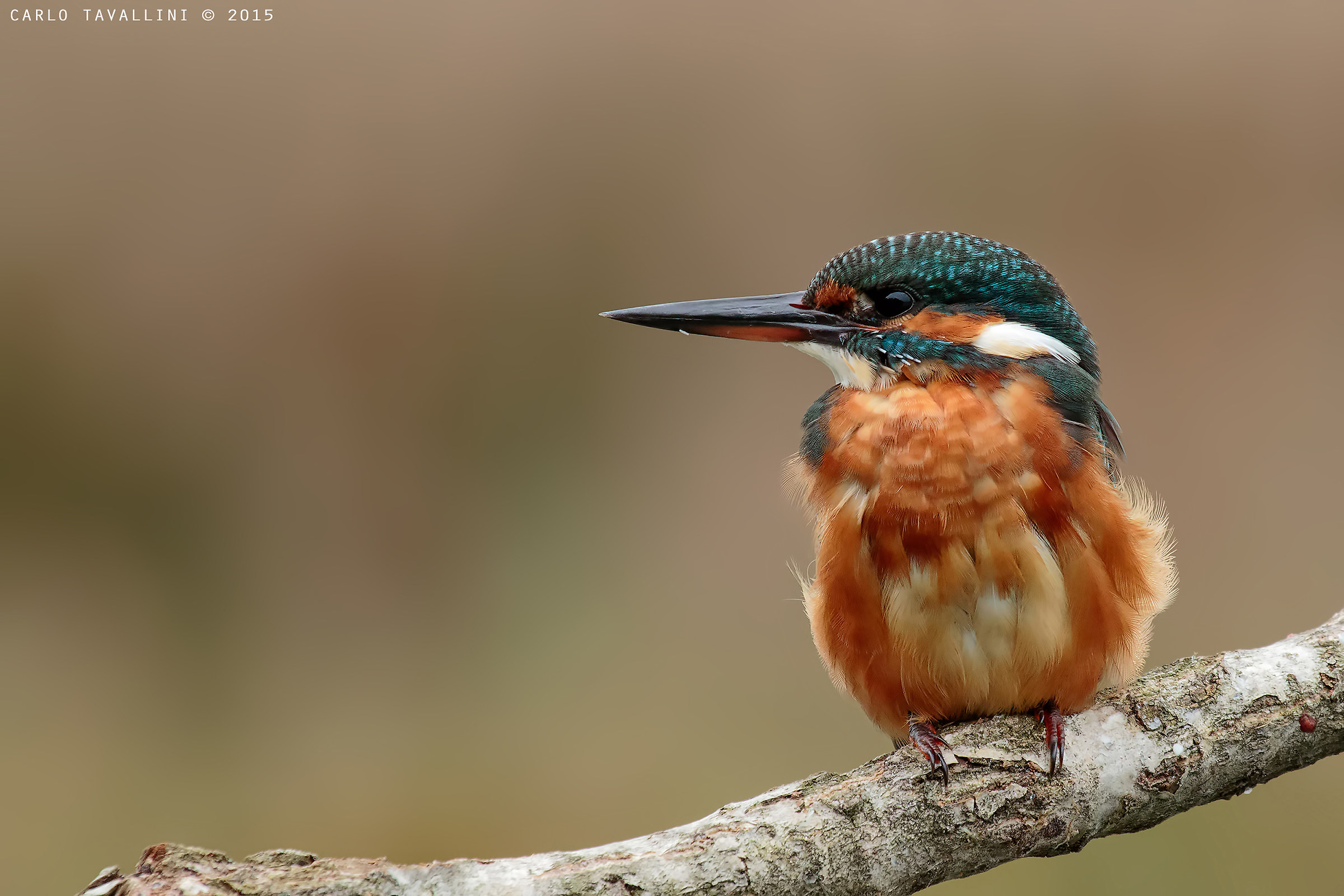 Cinquanta sfumature di arancione
