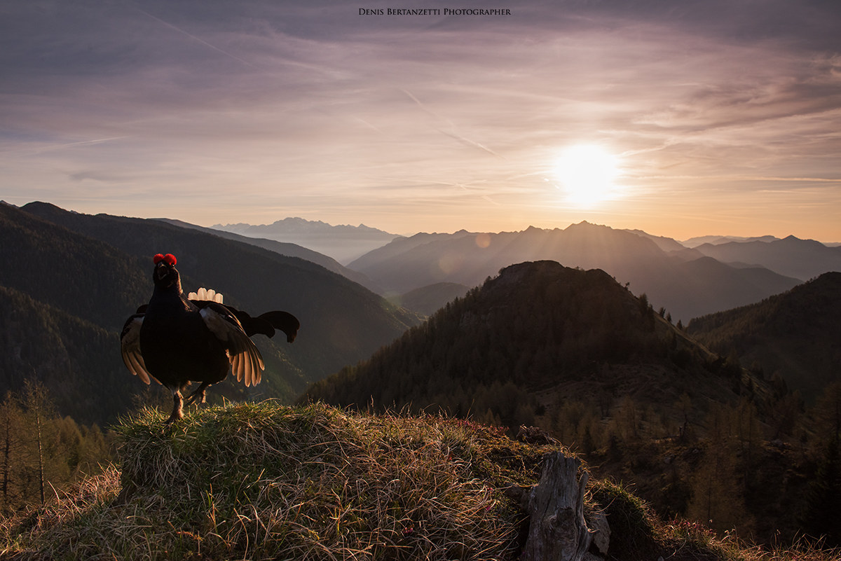 Gallo Forcello il canto...