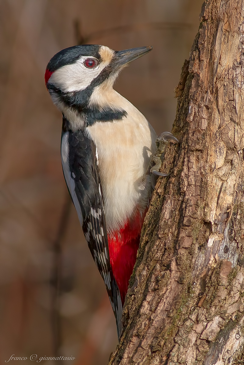 Spotted Woodpecker.