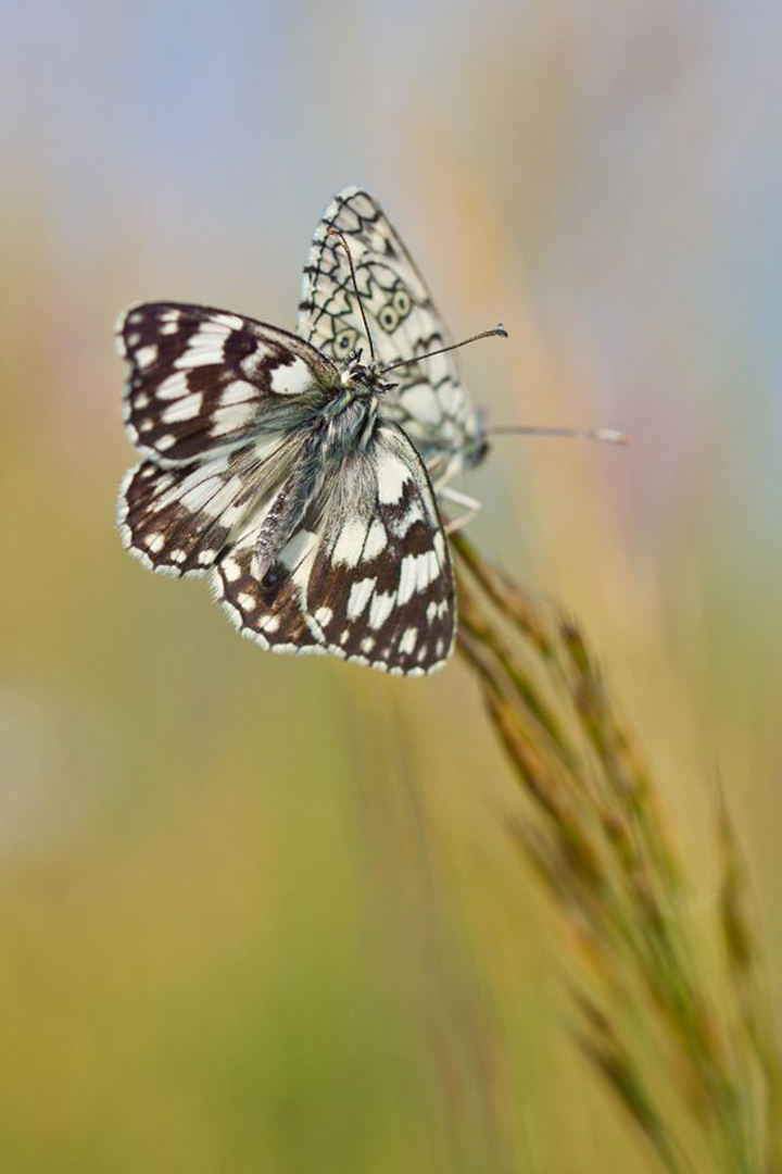 waking up in the plain