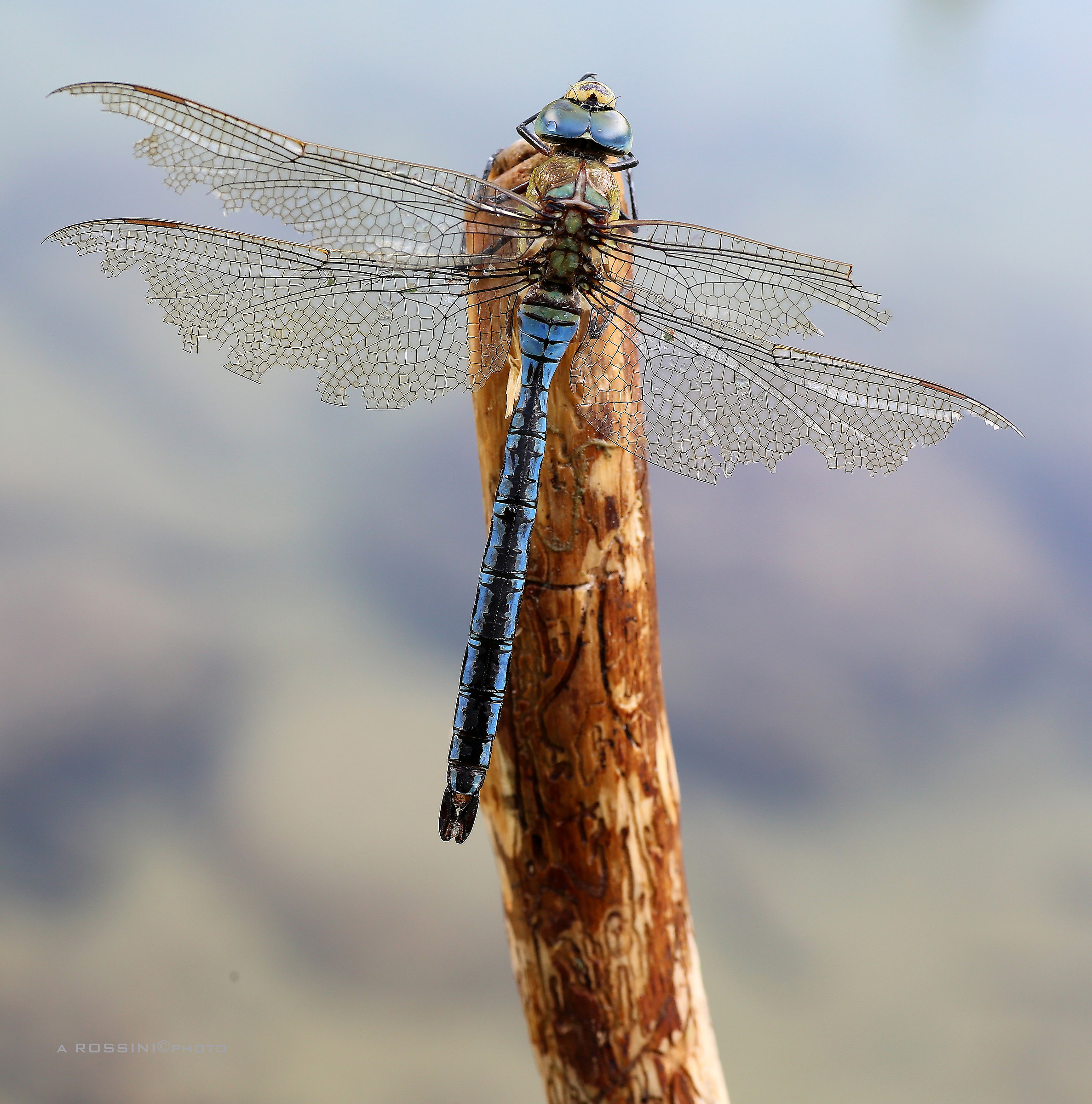 Blue dragonfly