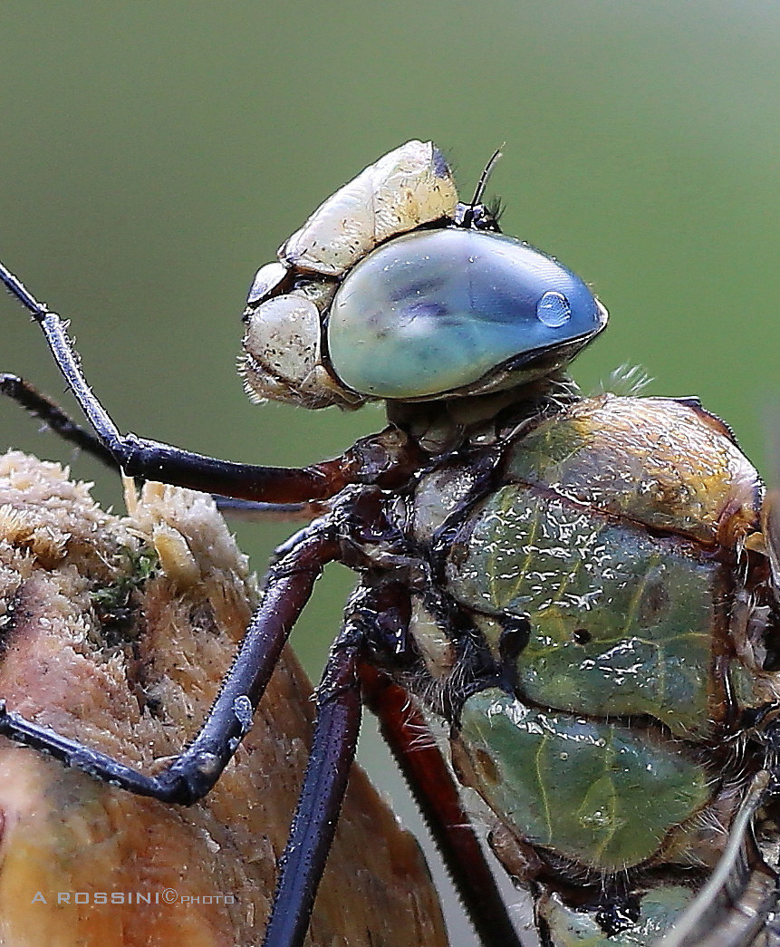 Eye of blue dragonfly