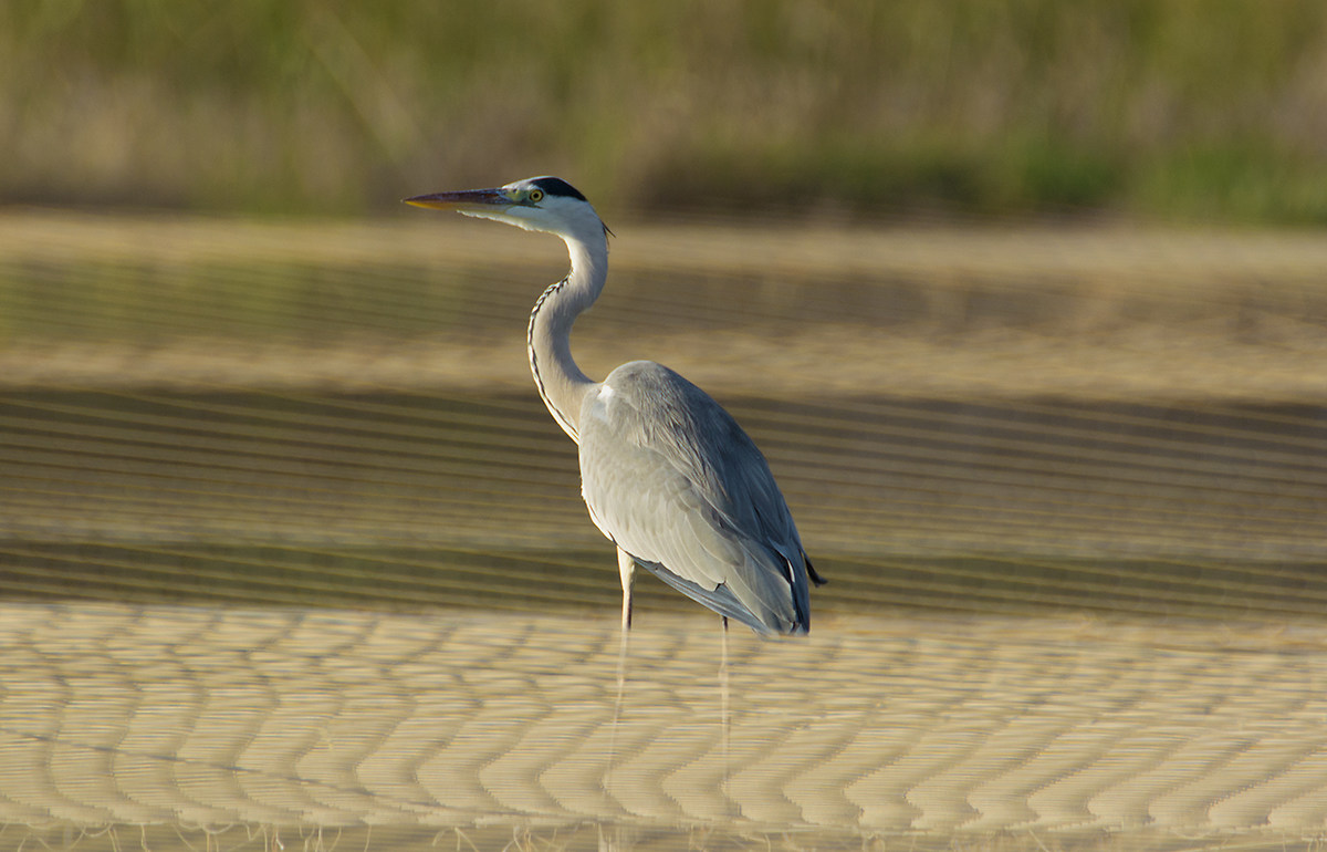 heron