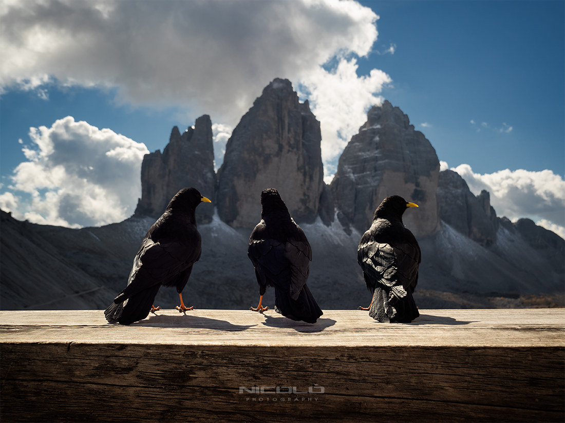 The three crows of Lavaredo are back