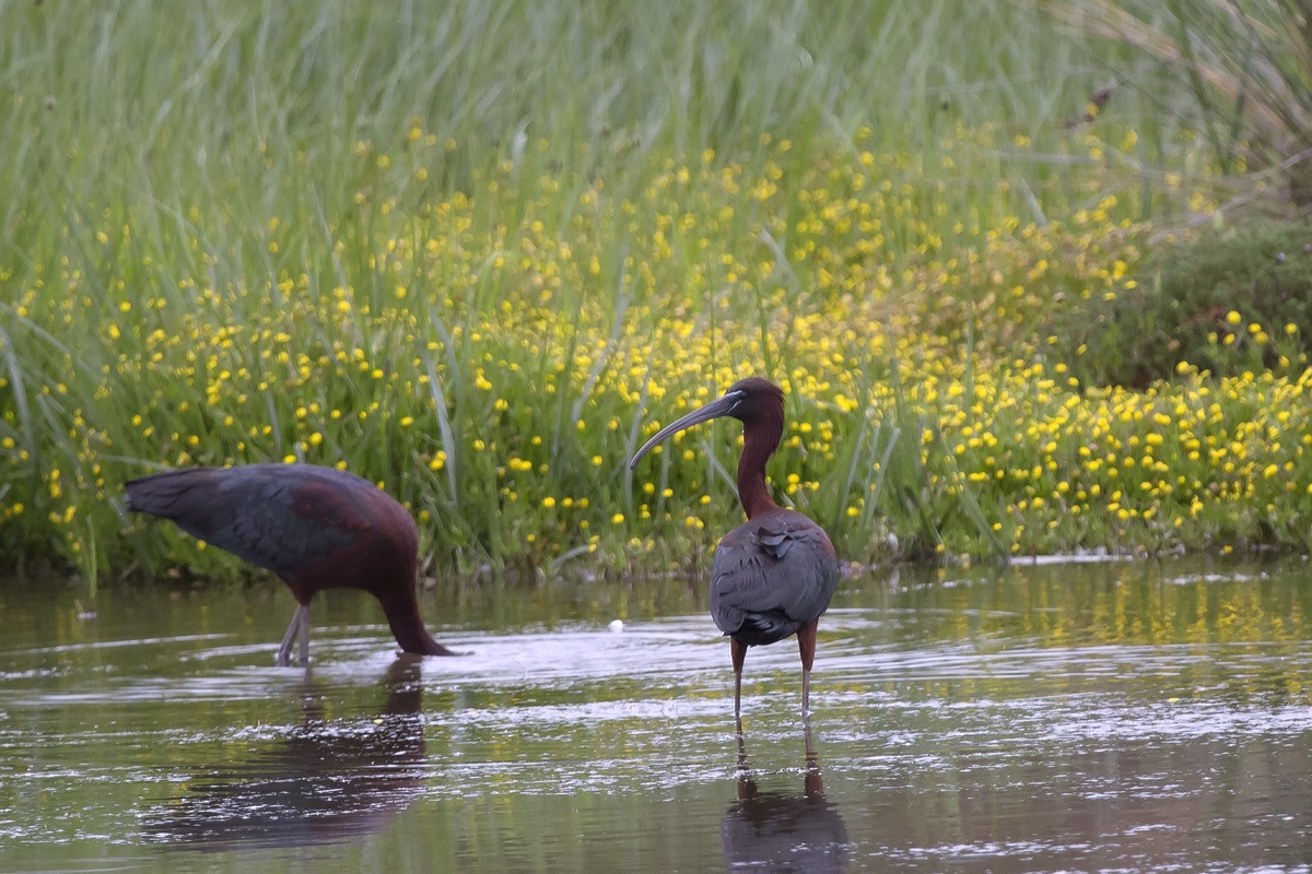 Mignattaio   Plegadis falcinellus