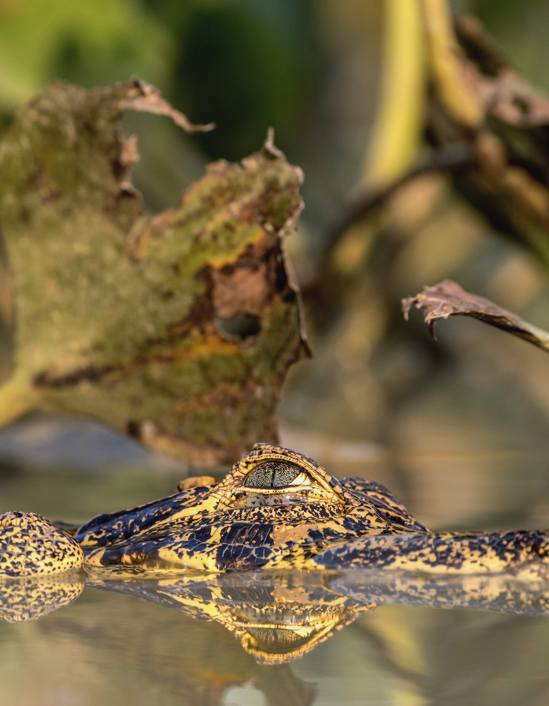 Pantanal 2015 - Caiman