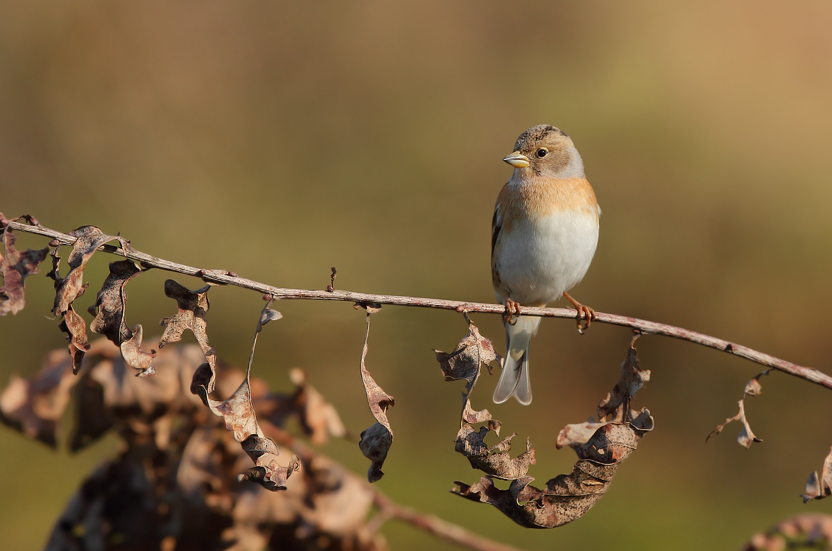 Brambling