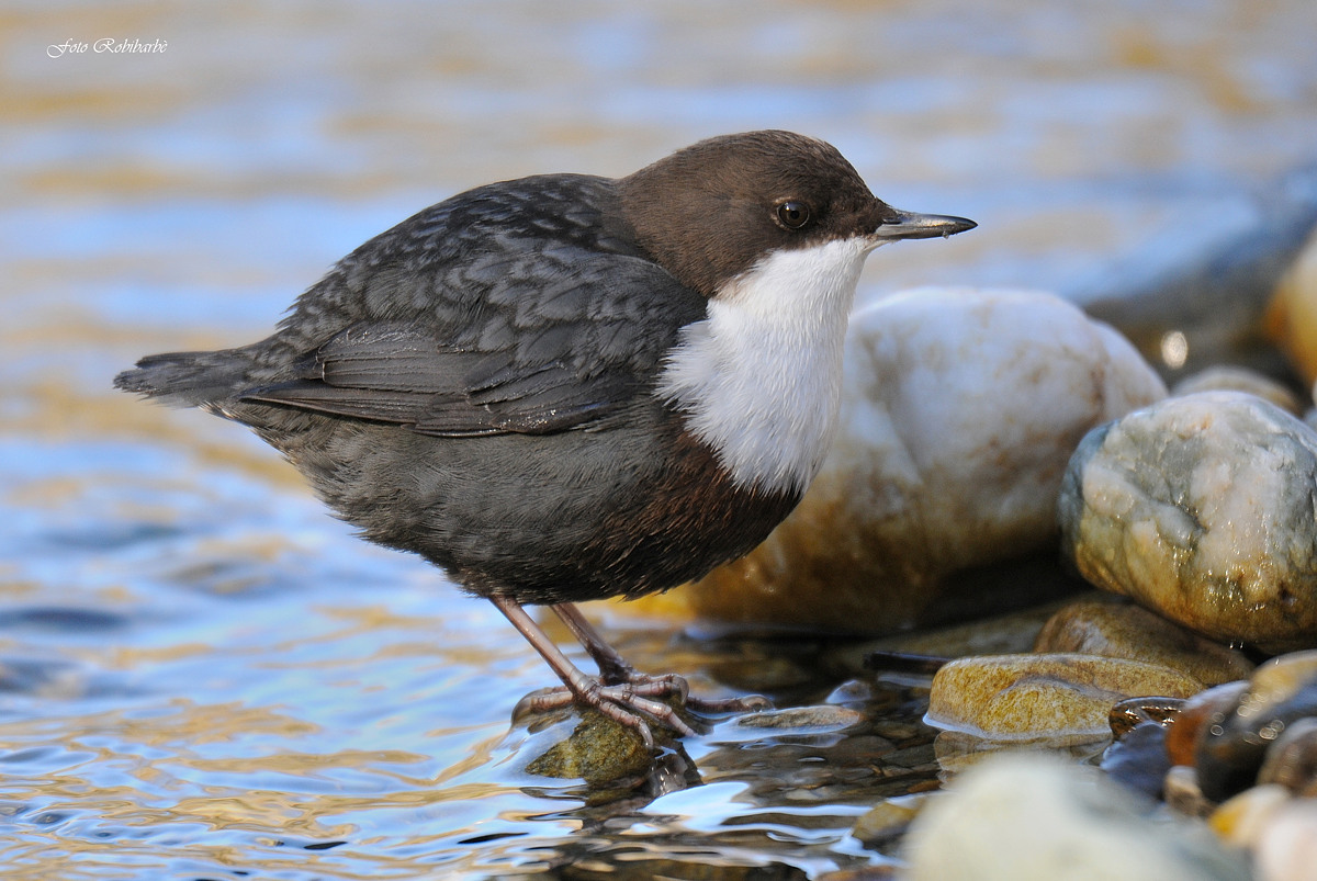 Dipper ...