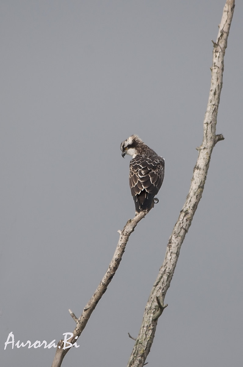 Osprey