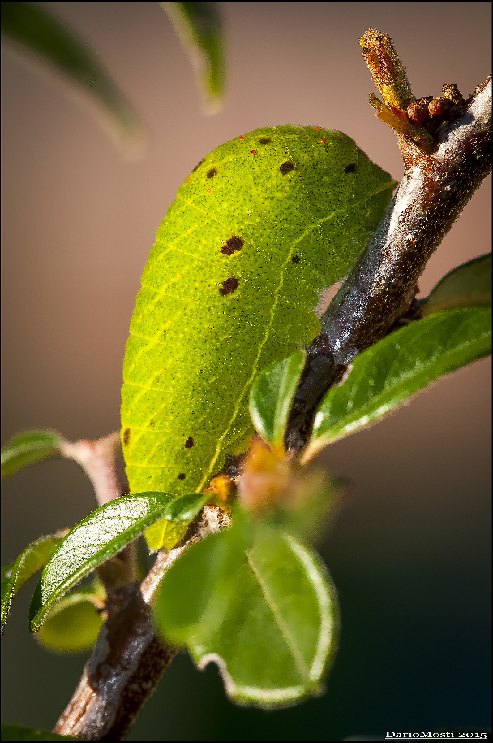 Caterpillar Podalirius