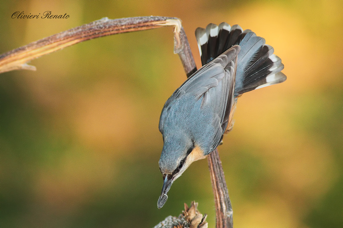 Picchio Muratore due
