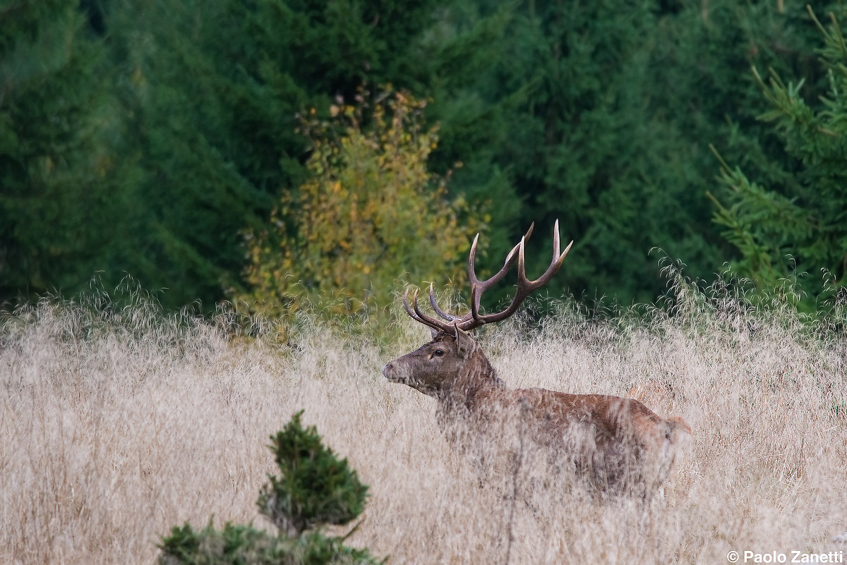 Deer Cansiglio