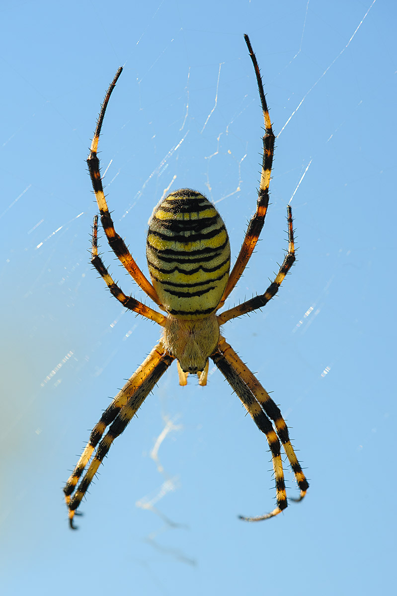 Argiope