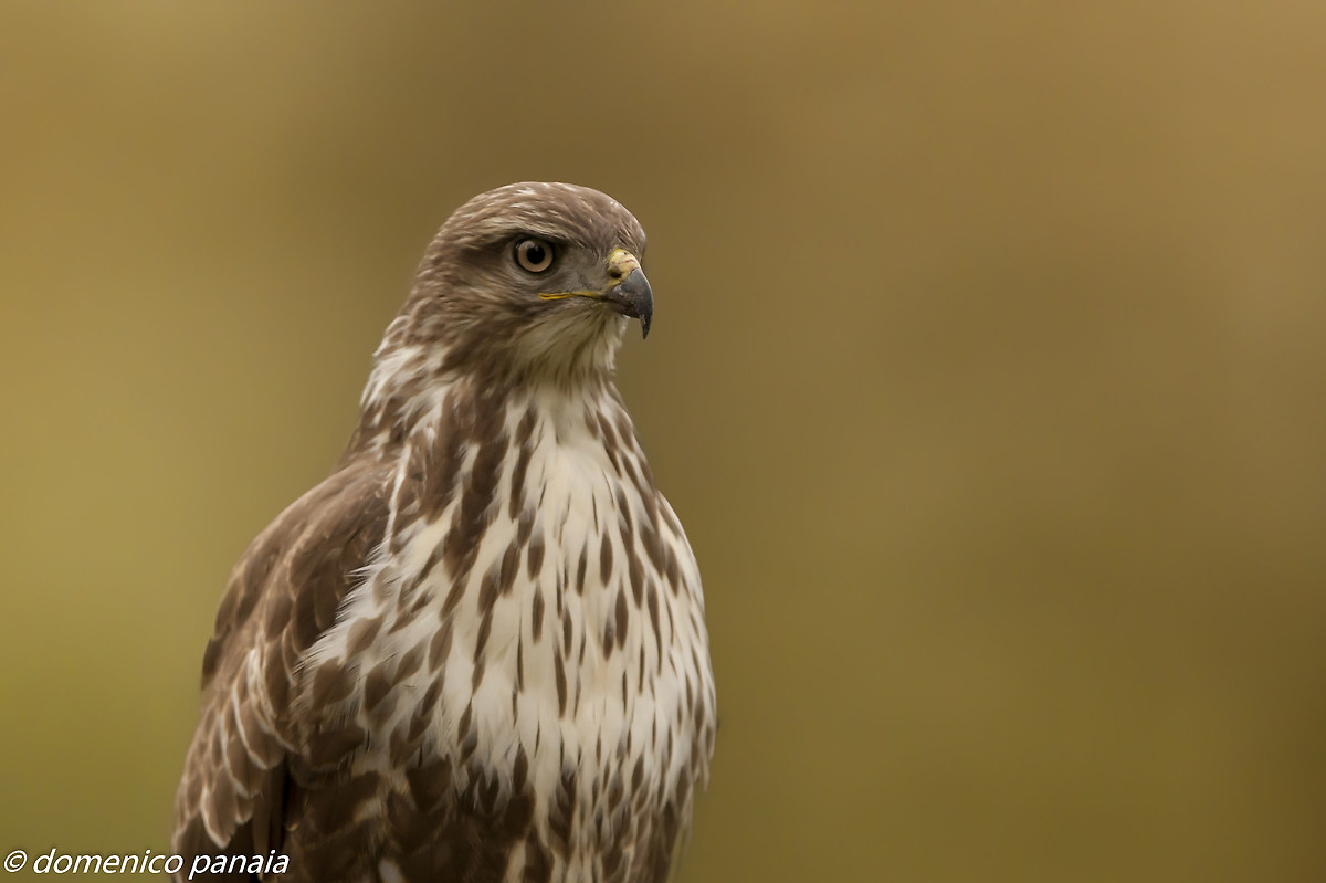concentrazione massima