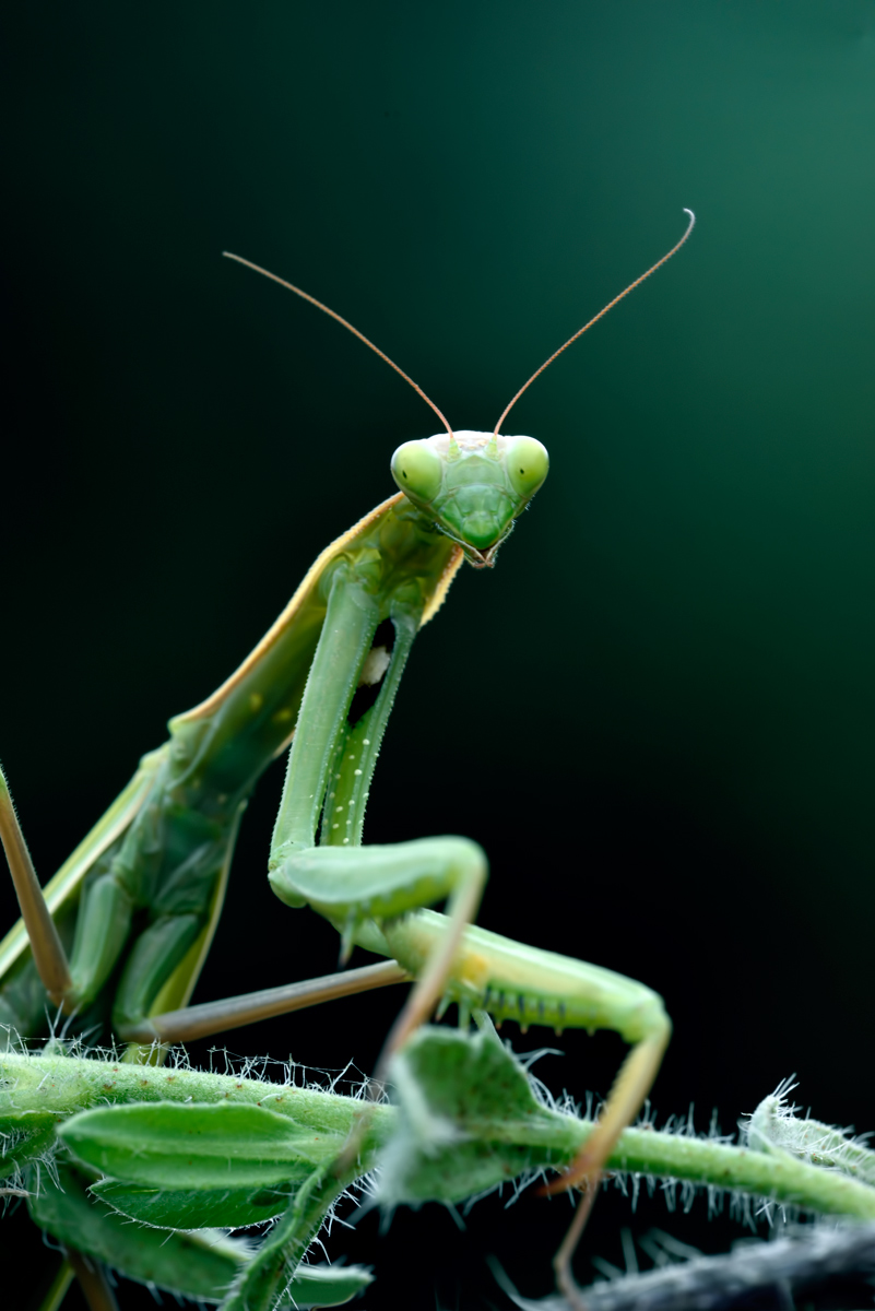 green praying mantis