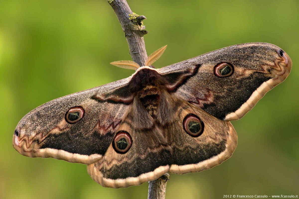 Saturnia pyri (Denis & Schifferm?ller, 1775)