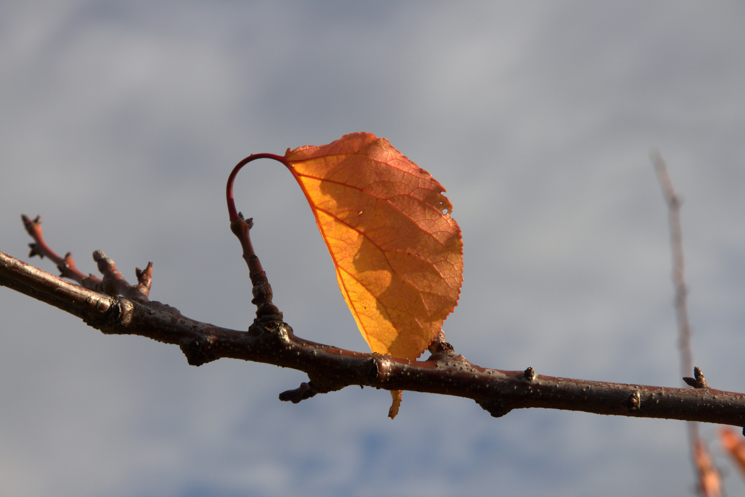 last leaf