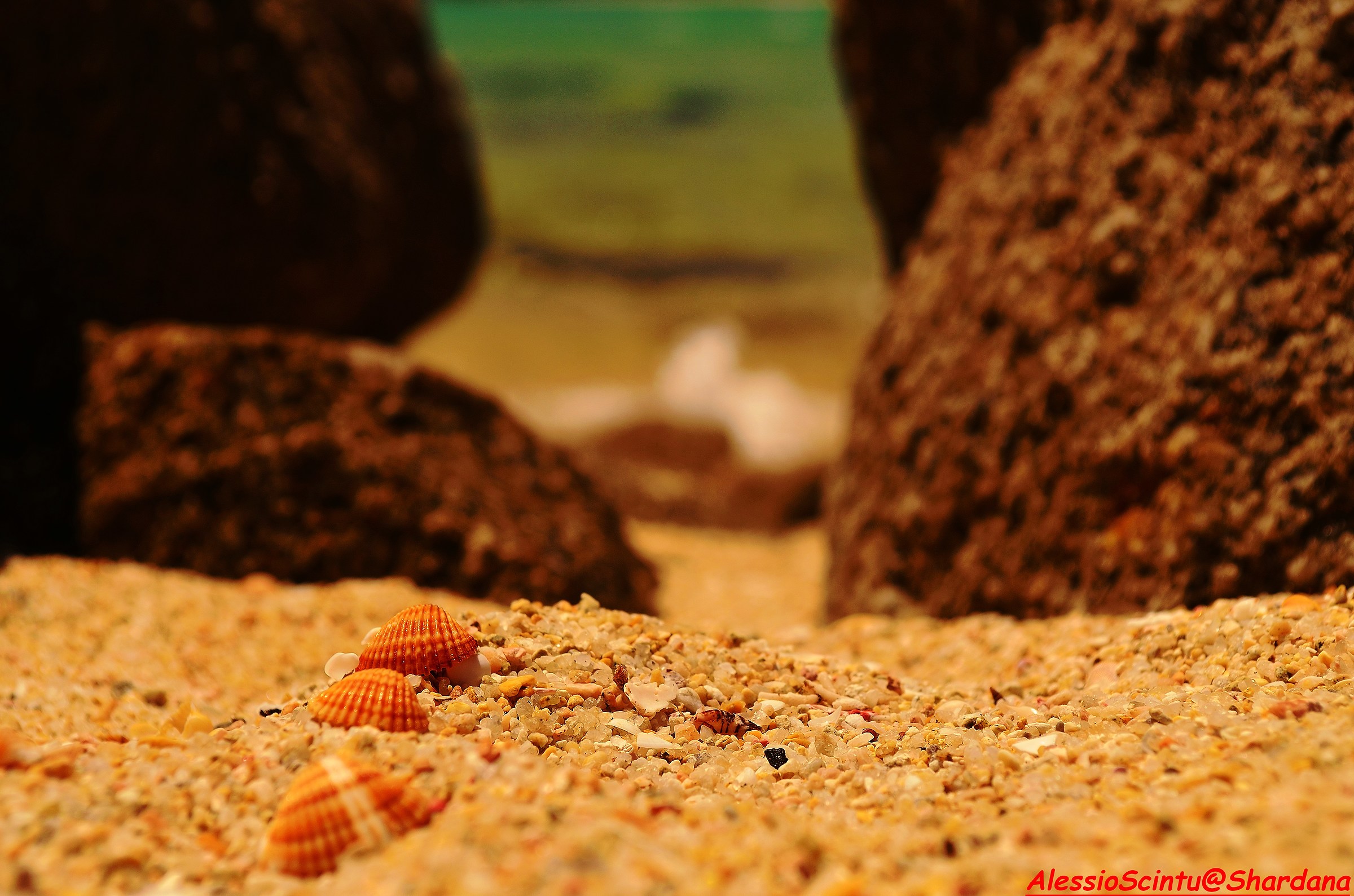 conchiglie arancioni