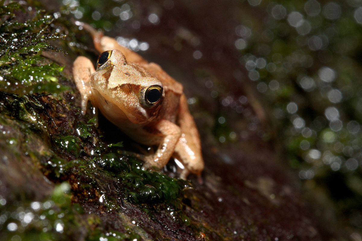 the little red haired