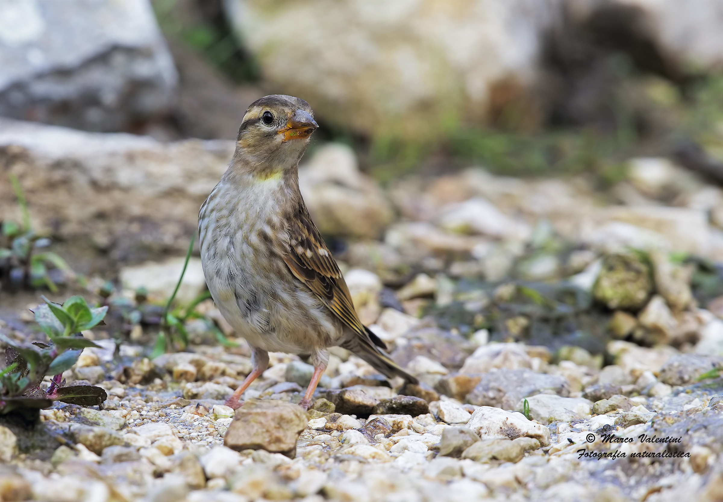 My first Rock Sparrow