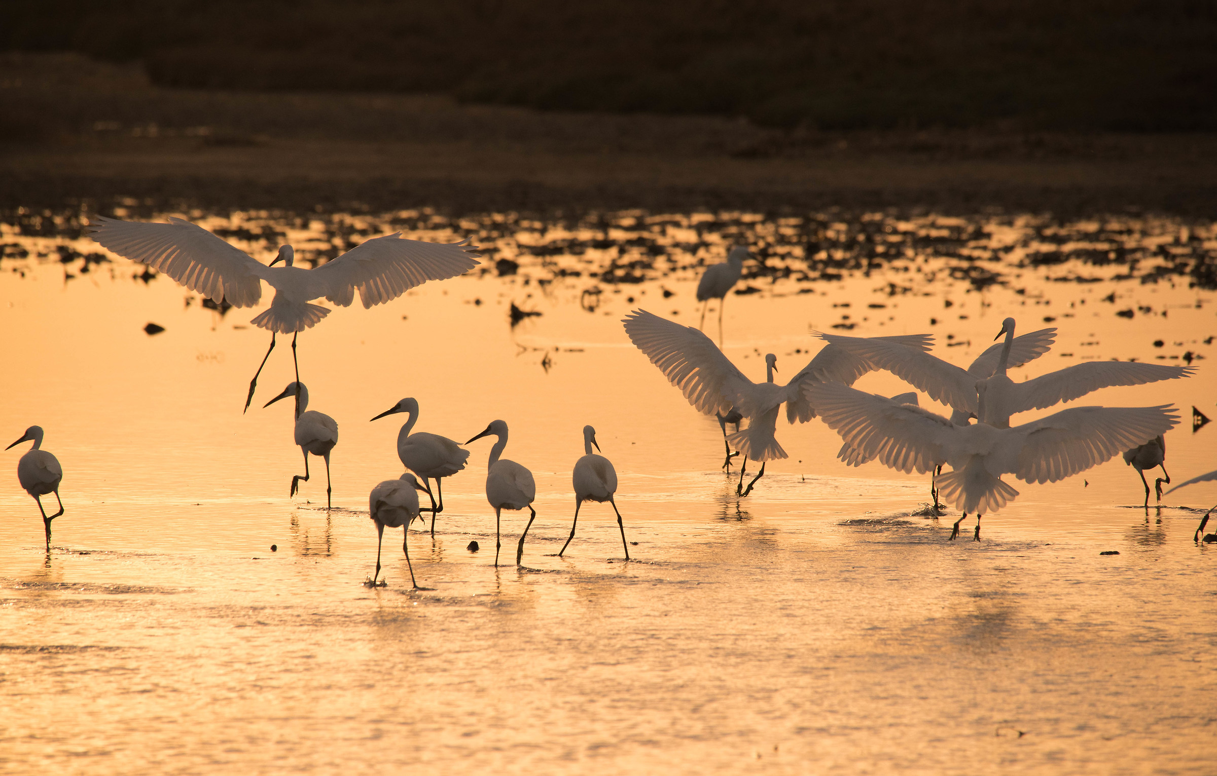 Ghost and the Darkness