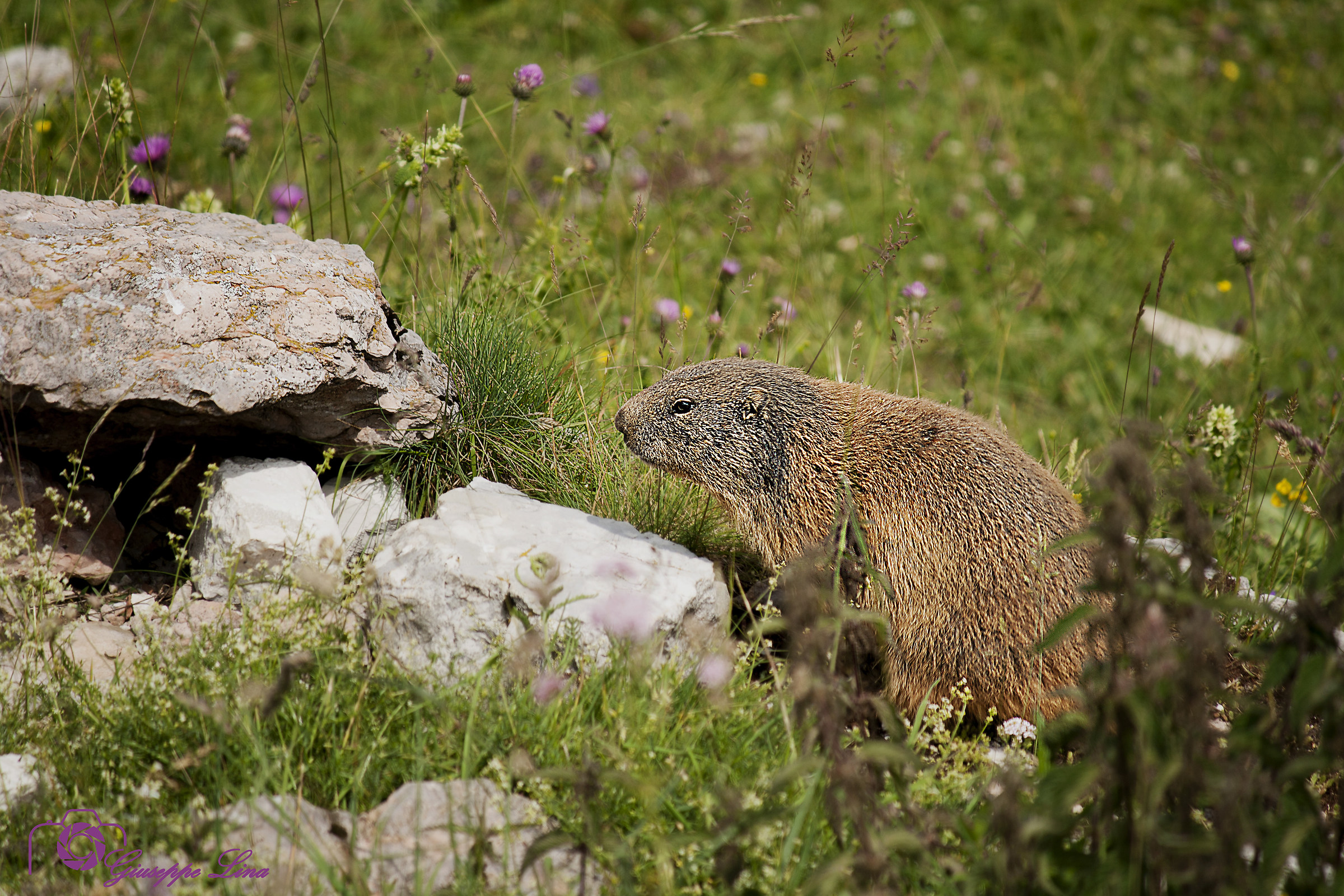 Marmotta