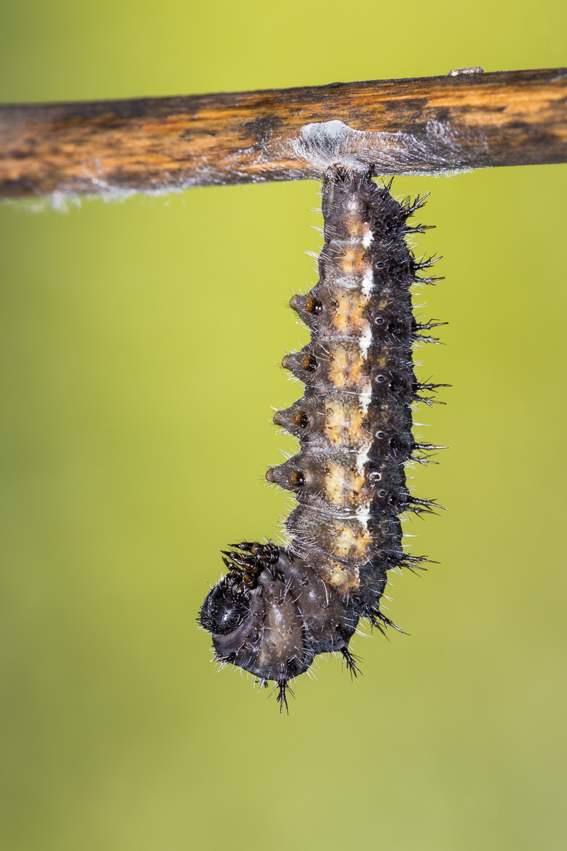 Painted Lady (Vanessa cardui) - caterpillar