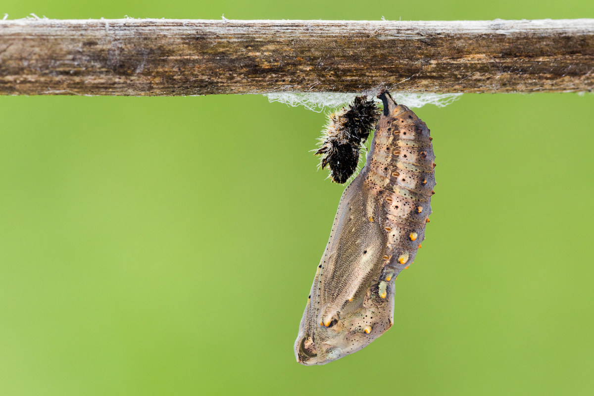 Painted Lady (Vanessa cardui) - caterpillar