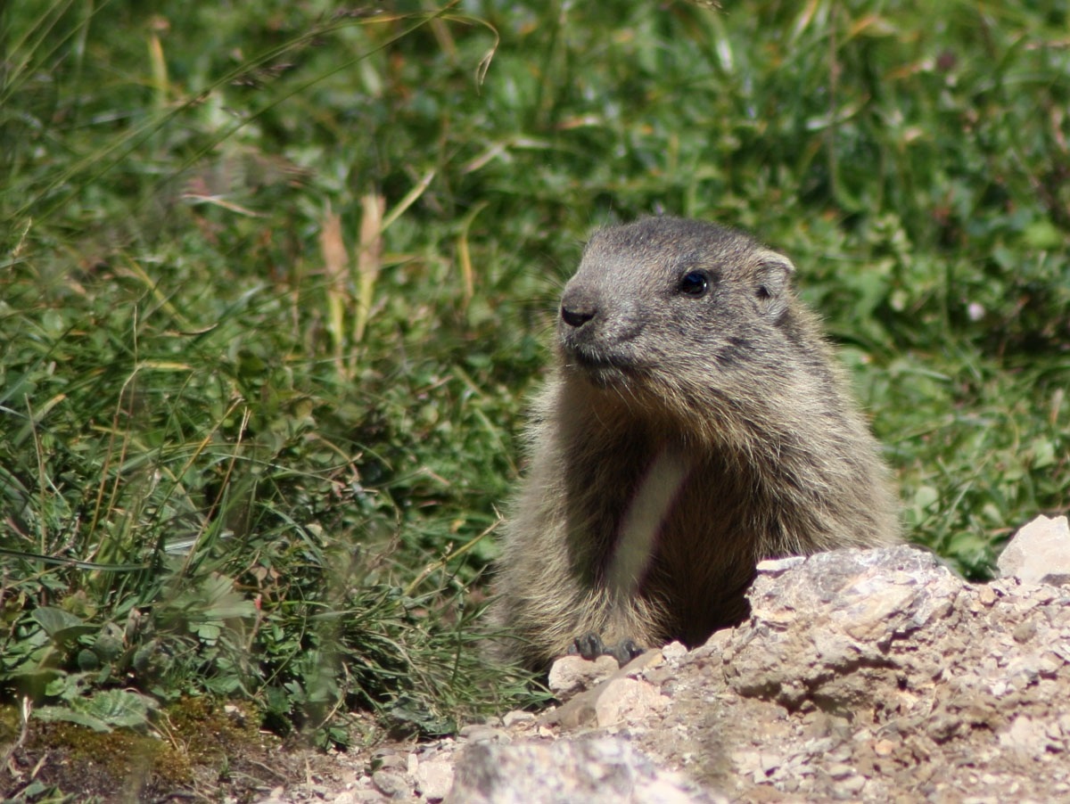 Marmotta