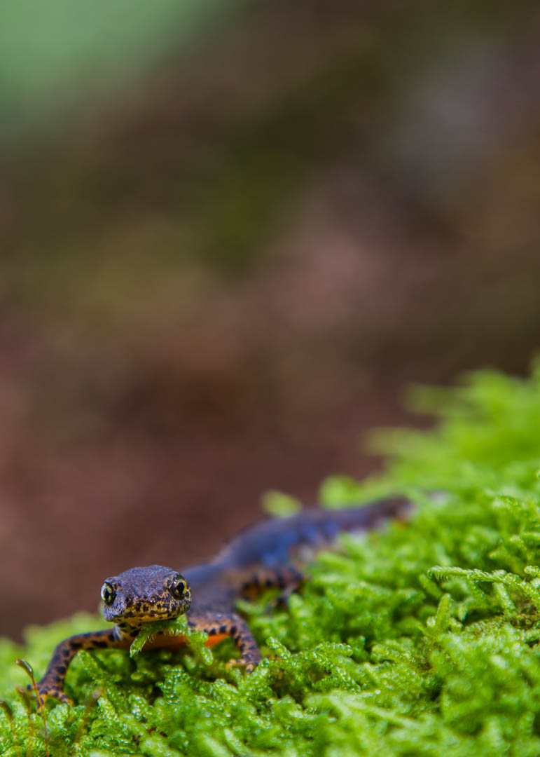 Tritone alpestre, Ichthyosaura alpestris