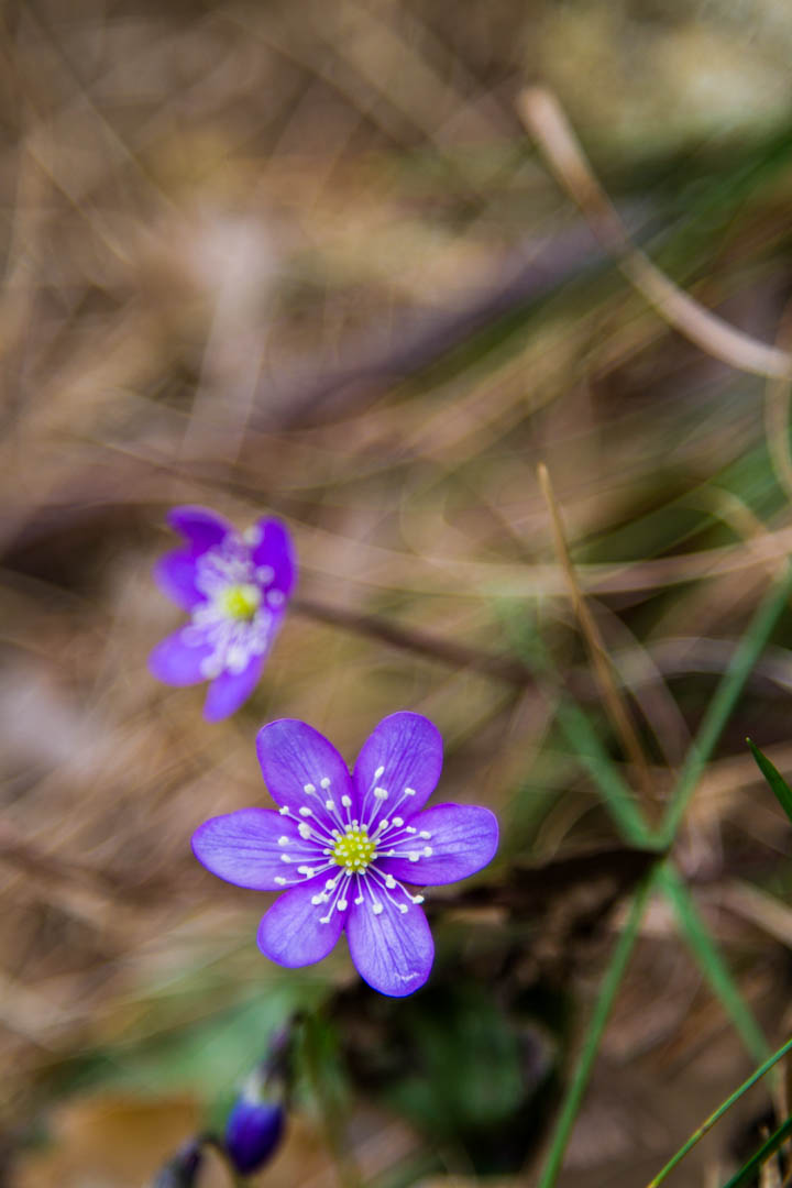 Erba trinità, Hepatica nobilis
