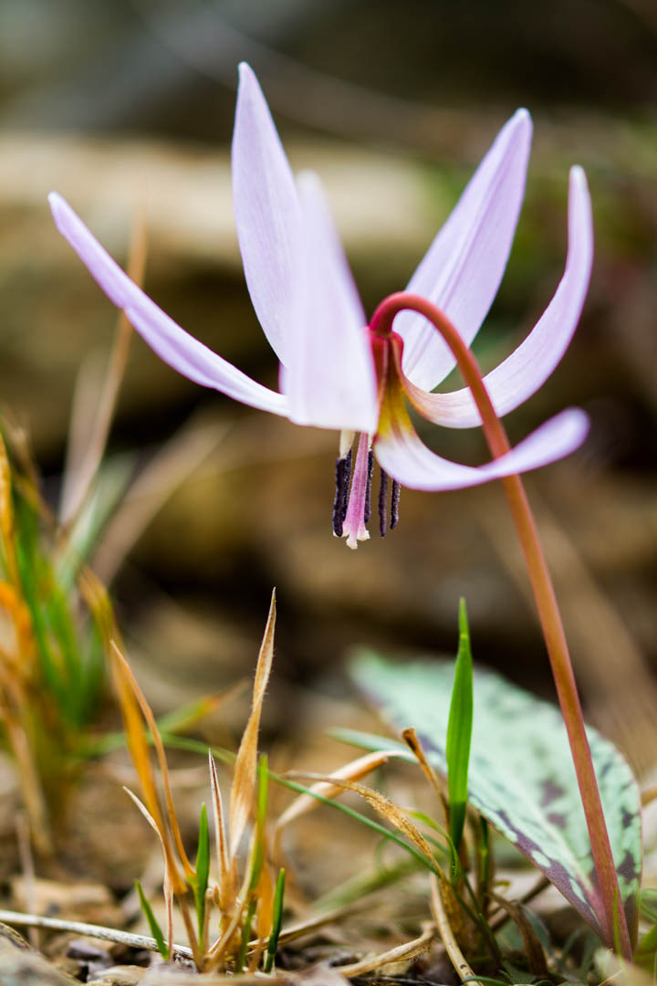 Dente di Cane, Erythronium dens-canis