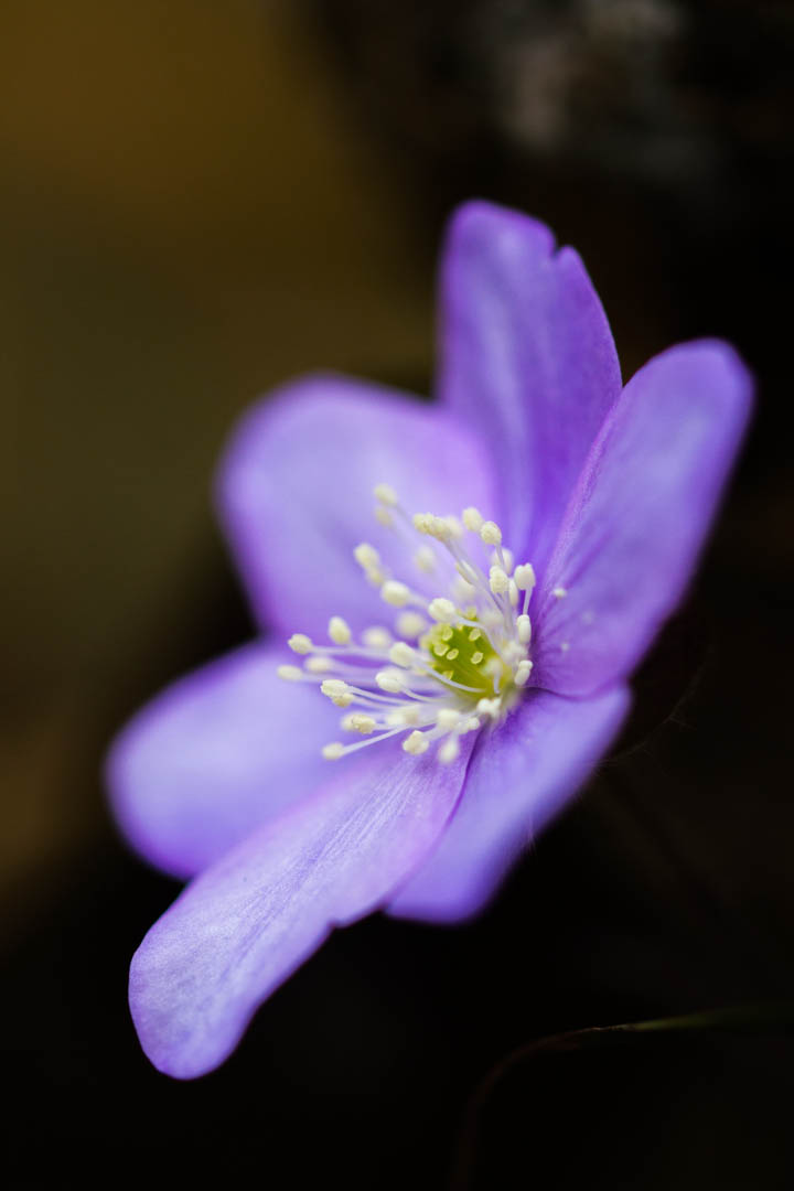 Erba trinità, Hepatica nobilis