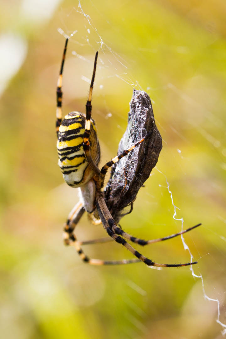 Ragno vespa, Argiope bruennichi