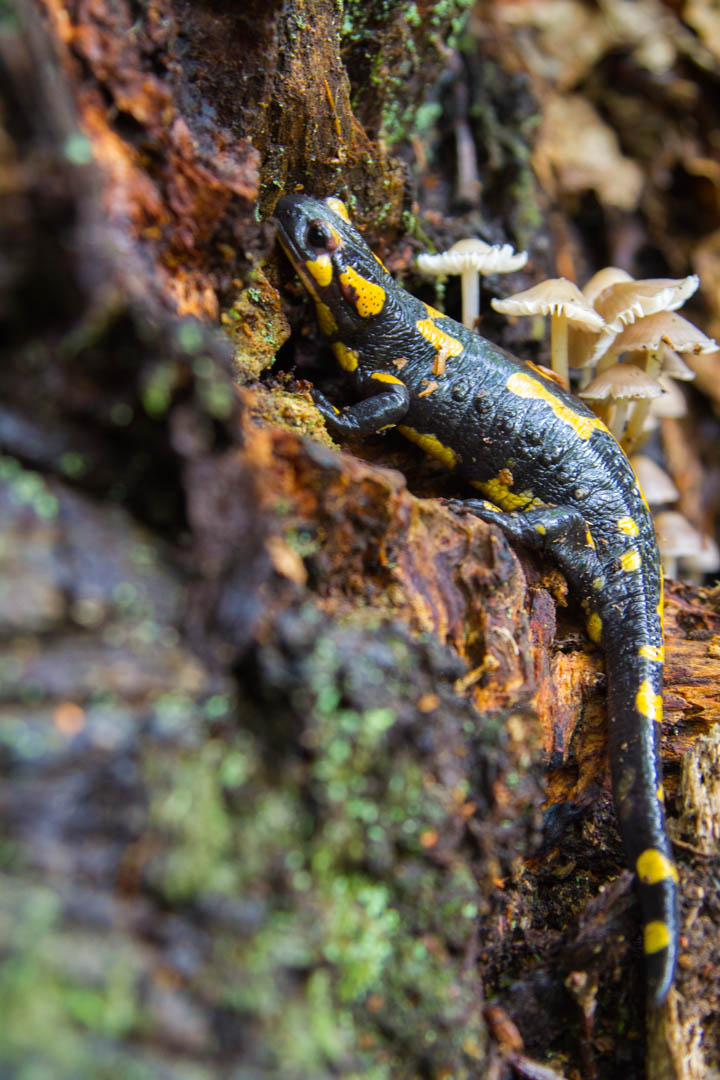 Salamandra Pezzata, Salamandra salamandra