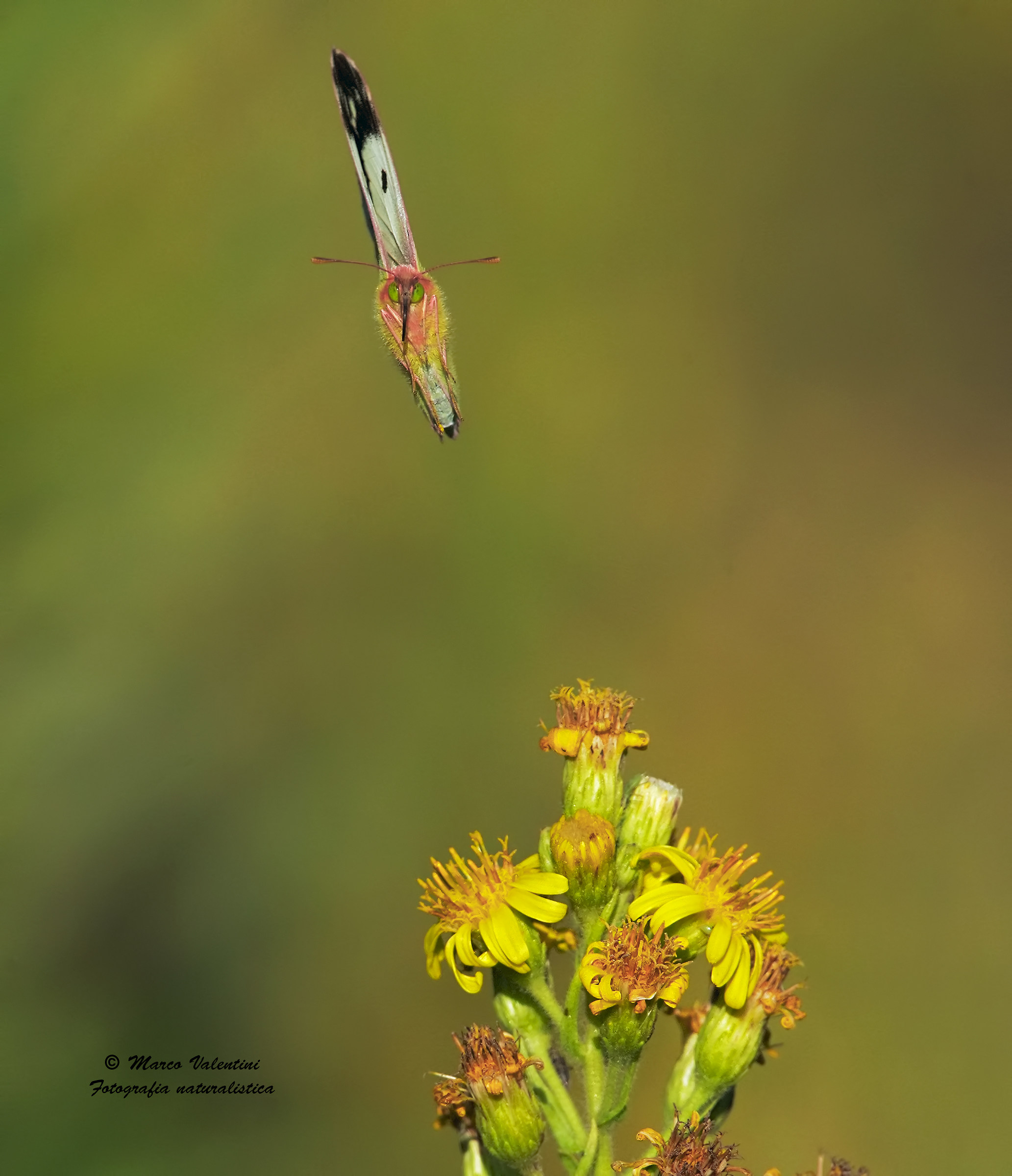 Colias coming to flower